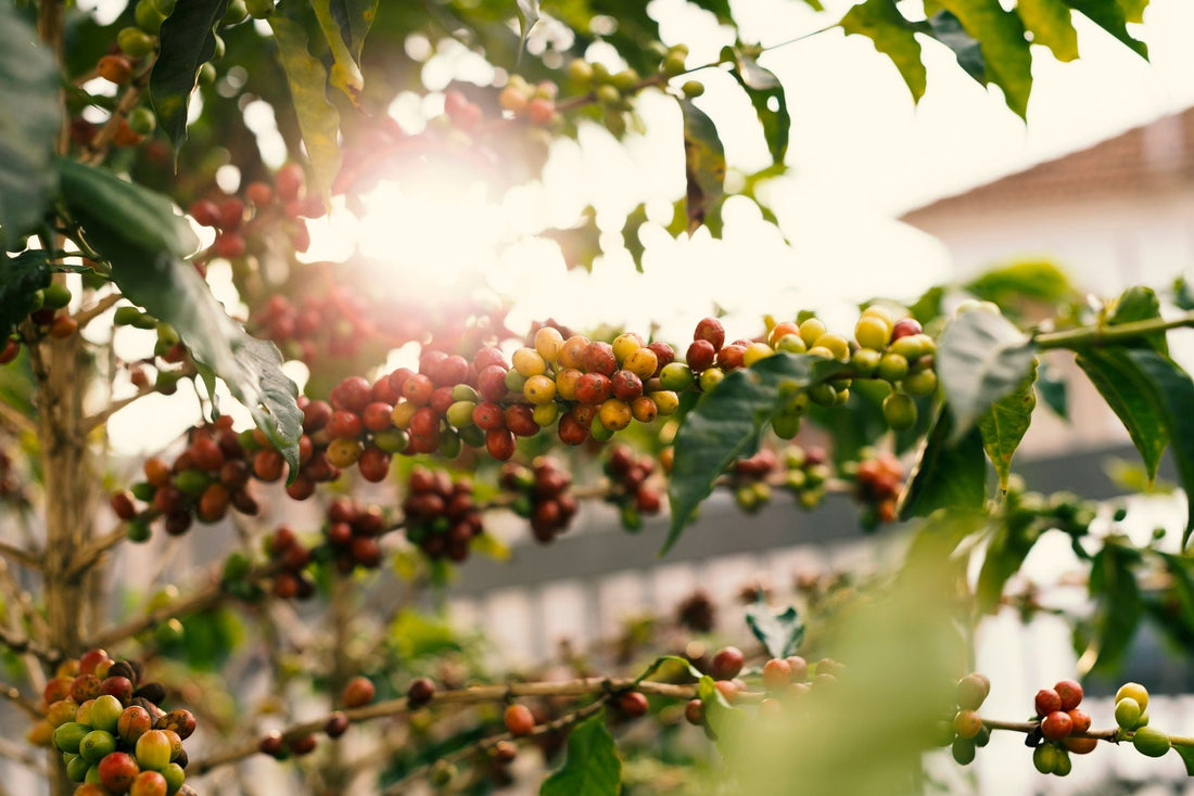 Coffee Is Seasonal Like Produce and Most People Are Drinking Last Year's Harvest