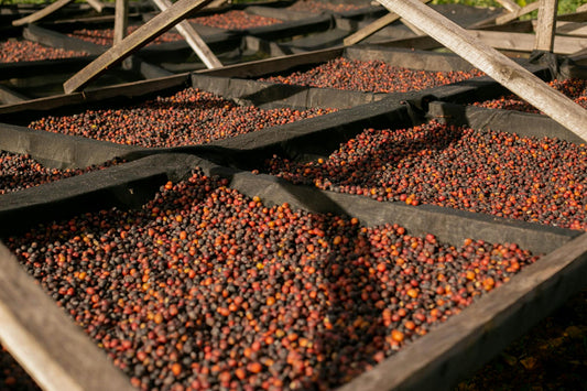 How Coffee Processing Actually Changes the Cup, From Washed to Natural to Honey