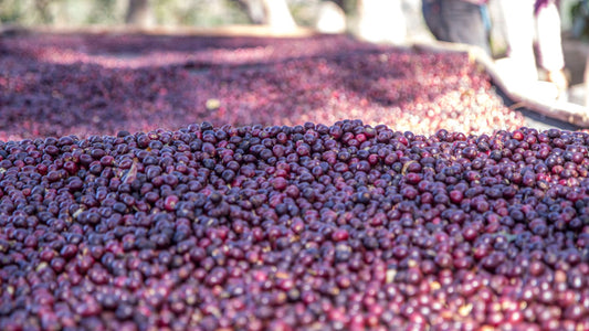 Washed, Natural, or Honey: How the Processing Method Quietly Decides Your Flavor