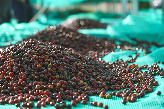 The Real Reason Specialty Coffee Tastes Different Has Nothing to Do With the Bean