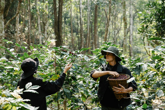 The Quiet Difference Between Shade-Grown Coffee And Everything Grown In Full Sun