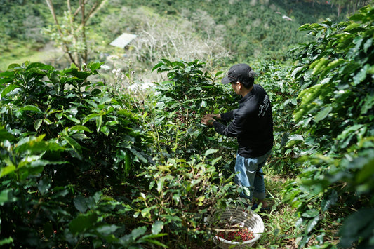 What Single Origin Actually Means and Why Most Blends Hide Behind the Word