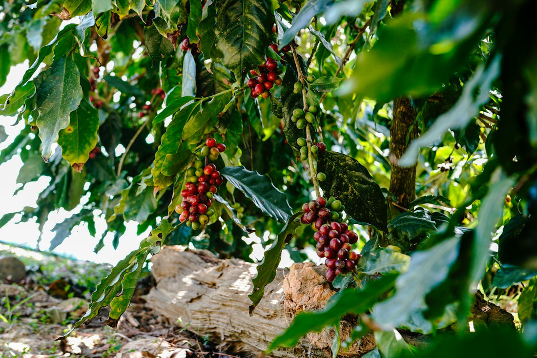 The Reason Specialty Coffee Tastes Nothing Like What You Buy at the Grocery Store