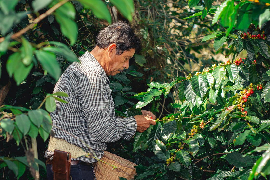 What Fair Trade Actually Means and Why Most Coffee Brands Fail the Test