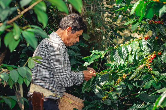 What Fair Trade Actually Means and Why Most Coffee Brands Fail the Test