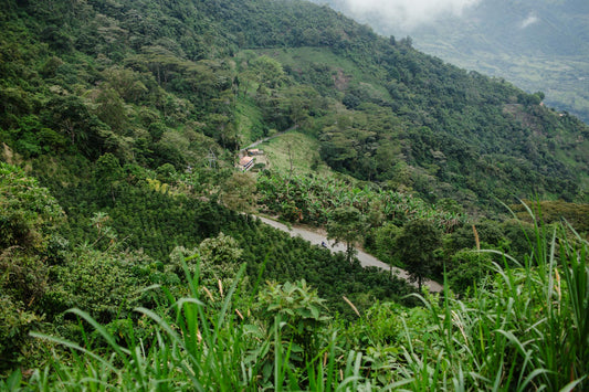 The Difference Between High Altitude Coffee and Everything Grown Below 1200 Meters