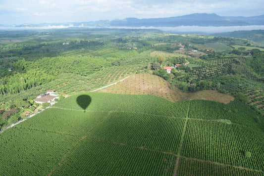 Why Coffee Grown Higher Up the Mountain Tastes Brighter in Your Cup