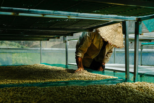What Happens to Coffee Beans Between Harvest and Your Cup (Nobody Talks About This)