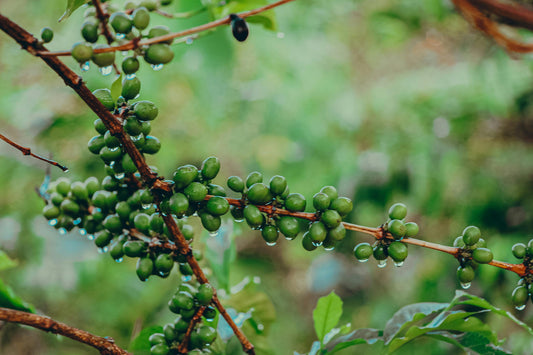 Why Organic Certification Changes More Than Just What's in Your Cup