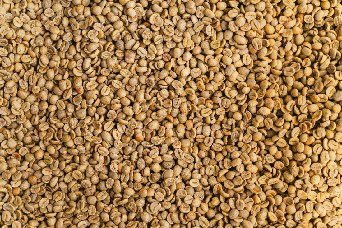 What Green Coffee Smells Like and Why Roasters Trust Their Nose First