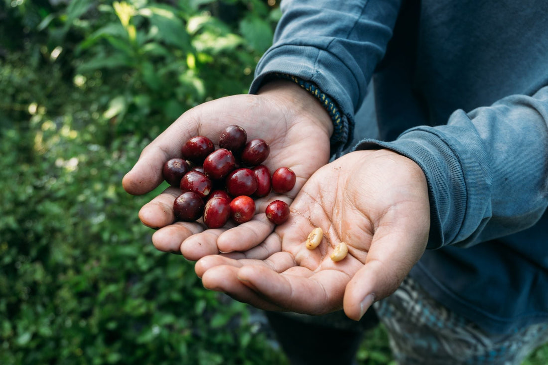 How Altitude, Varietal, and Processing Stack Up to Create a Flavor You Can Actually Name