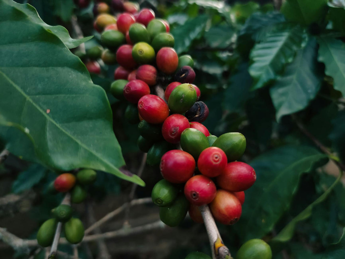 The Science Behind Why Natural Process Coffee Tastes Like Fruit