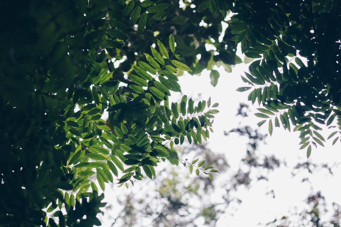 Why Shade-Grown Coffee Tastes Different From Sun-Grown