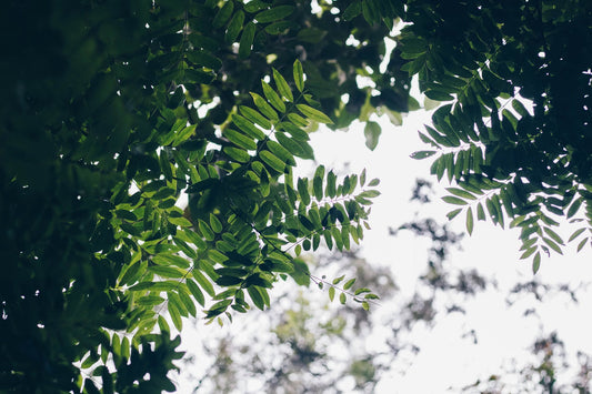 Why Shade-Grown Coffee Tastes Different From Sun-Grown