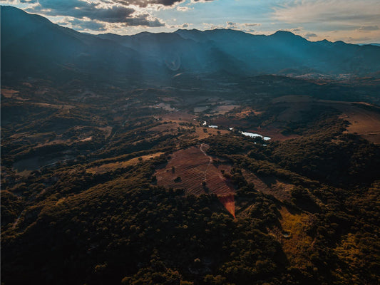 What Mexican Coffee Tastes Like And Why Chiapas And Oaxaca Lead The Way
