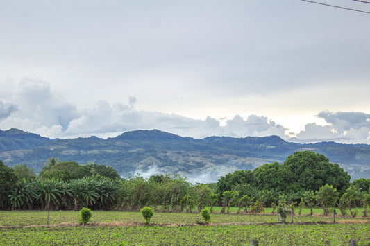 Why Colombia Harvests Coffee Twice A Year When Most Origins Only Get One