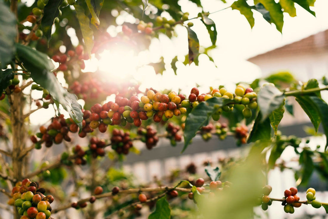 Why Liberica and Excelsa Exist and Why You Almost Never See Them on a Shelf