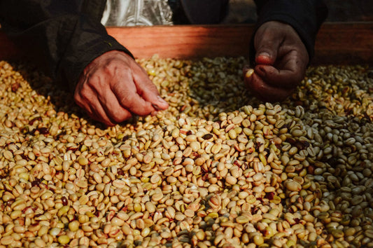 How a Density Table and an Optical Sorter Quietly Decide Which Beans Reach You