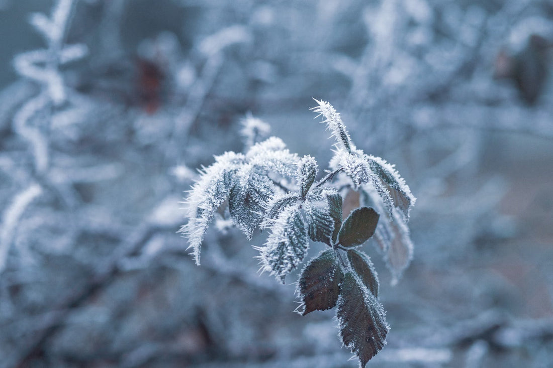 What A Frost In Brazil Does To The Price Of Your Coffee