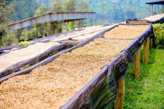Why Raised Drying Beds Change a Coffee in Ways a Concrete Patio Never Will