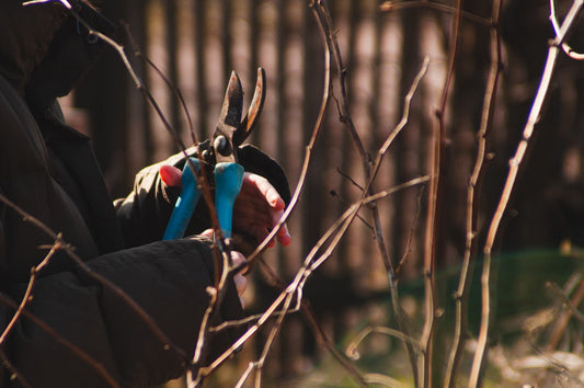 Why Coffee Trees Get Pruned and Stumped and What That Does to Your Bag