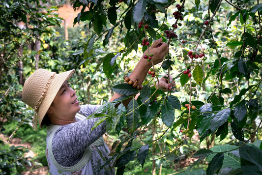 Why Hand Picked Cherries Cost More Than Machine Stripped Ones
