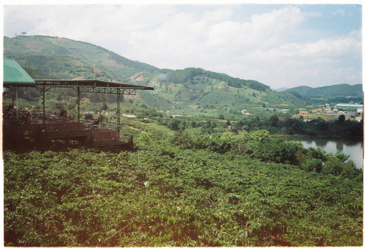 Why Geisha Coffee Costs What It Does and Whether It Is Worth Trying Once