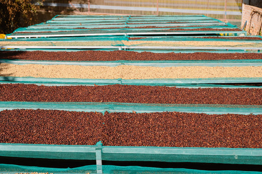 What Parchment Coffee Is And Why The Bean Keeps Its Paper Jacket Until The Last Minute