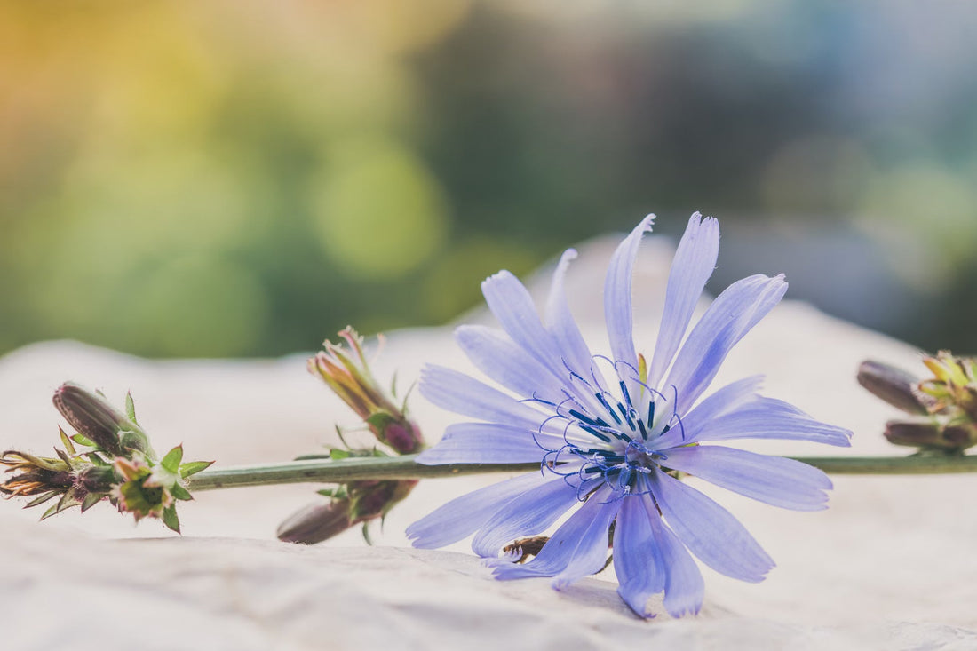 What Chicory Does In Coffee And Why New Orleans Never Stopped Adding It