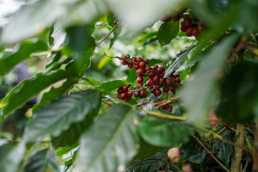 What Cascara Is and Why the Coffee Cherry Was Never Actually Waste