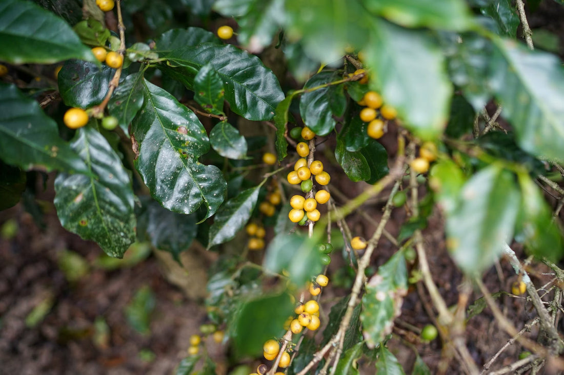 Why Specialty Coffee Costs More, and Where That Money Actually Goes