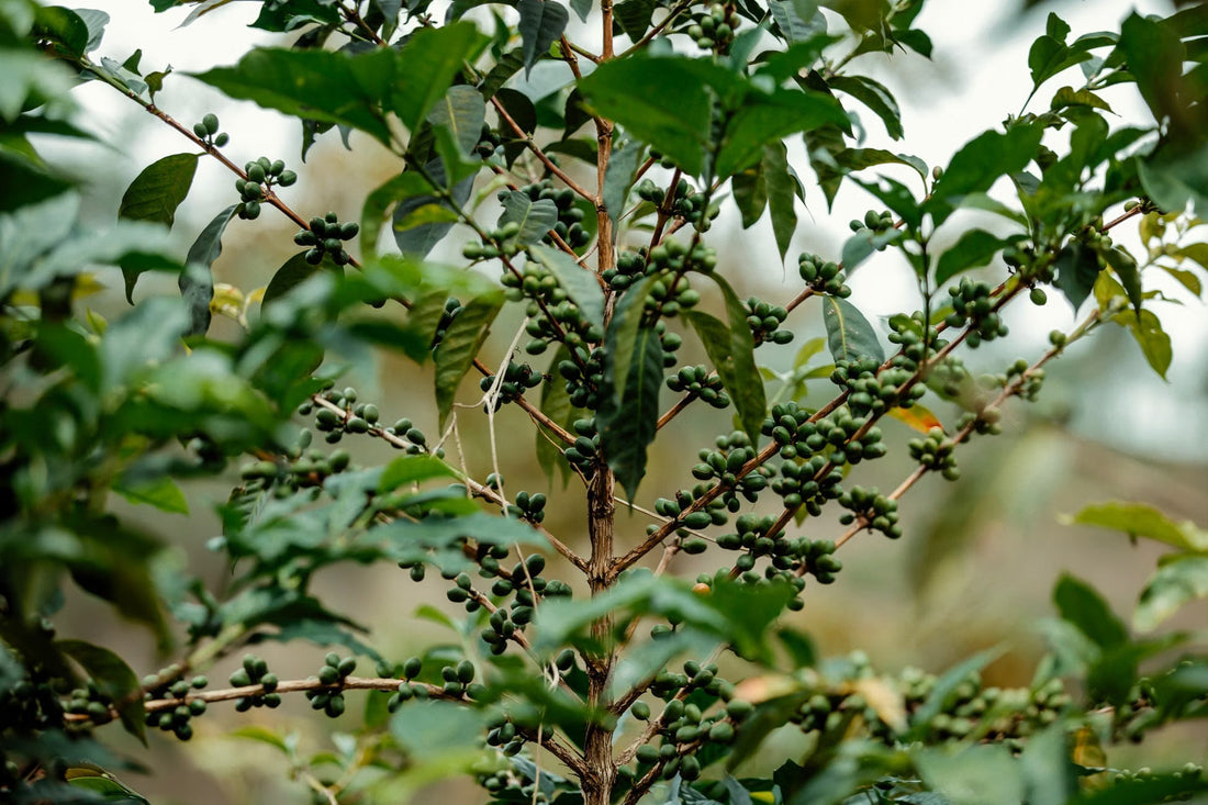 What Coffee Leaf Rust Is and Why It Quietly Decides What Ends Up on the Shelf