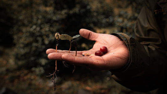 What Typica Coffee Is And Why So Much Arabica Traces Back To It