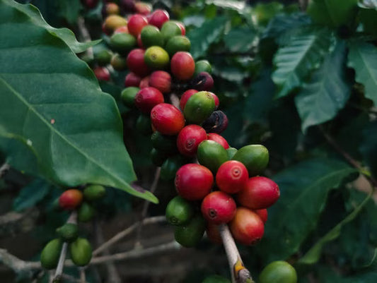 From Cherry to Cup: The Journey Your Beans Take Before You Grind Them