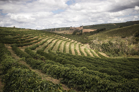 What Burundi Coffee Tastes Like And Why It Lives In Rwanda's Shadow