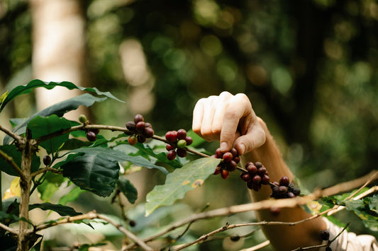 Why the Second Bag of the Same Coffee Never Tastes Quite Like the First
