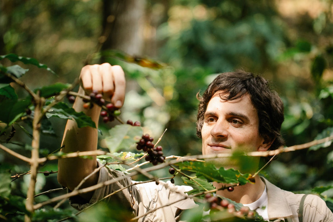 What Nicaraguan Coffee Tastes Like And Why It Is So Often Overlooked