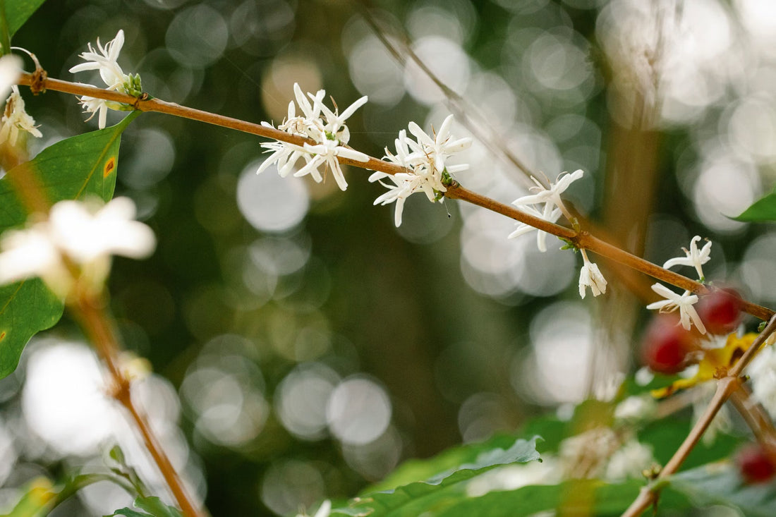 What Coffee Blossom Season Tells You About Next Year's Harvest