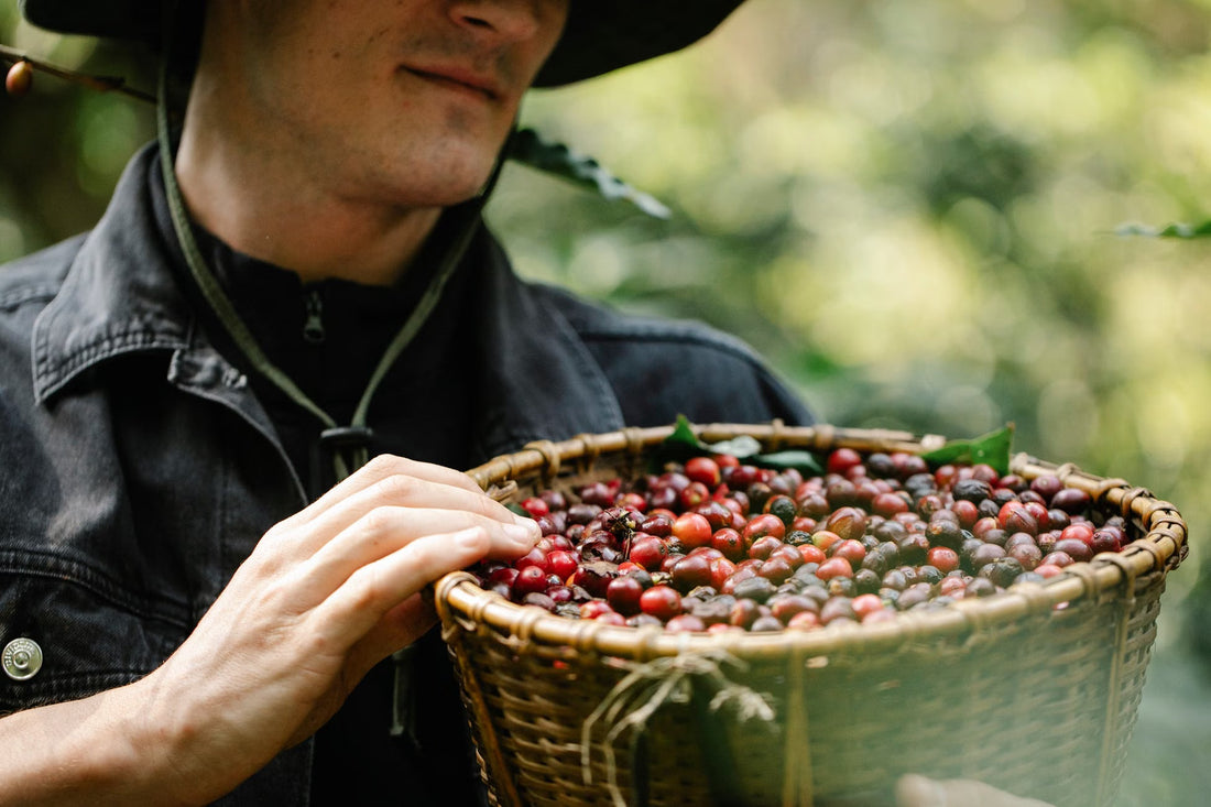 What Really Happens at a Washing Station in the Twelve Hours After the Cherries Arrive