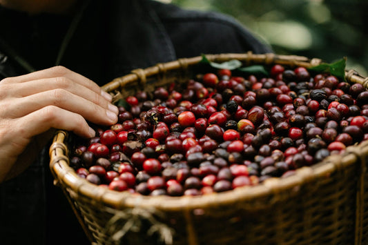 Why Farmers Measure The Sugar In A Coffee Cherry Before Picking It