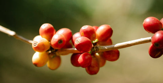 Why Sumatran Coffee Tastes Earthy and What Wet Hulling Does to the Bean