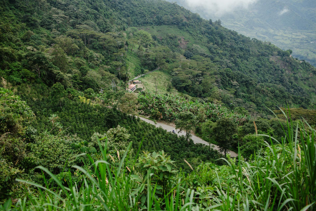 The Coffee Regions Every Real Coffee Drinker Should Explore
